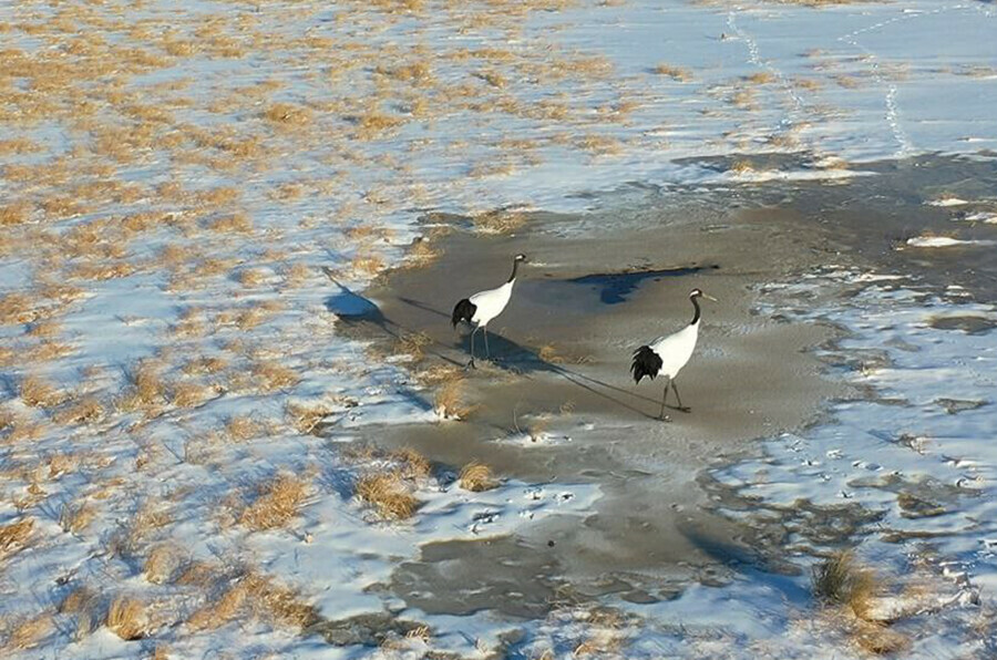 Японские журавли медлят с отлетом из Приамурья Чего ждут