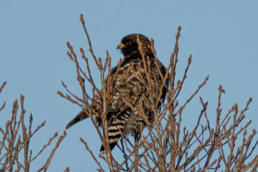 Птица редчайшего окраса попала в объектив фотографа Амурской области