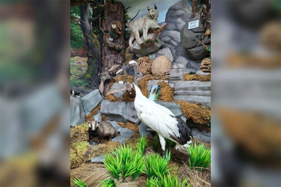 Чучело японского журавля Кивили погибшего с семьей во время пожара установили в музее Благовещенска