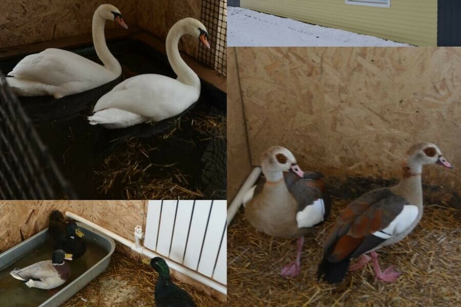 Как зимуют известные амурские лебеди фото 