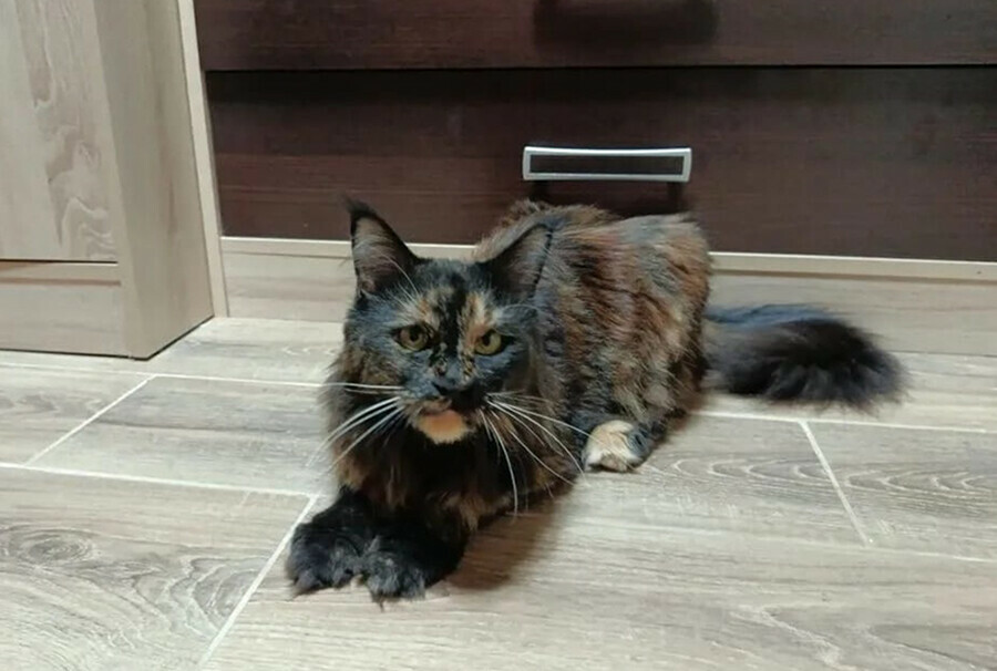 К обязательной регистрации домашних животных в России все готово