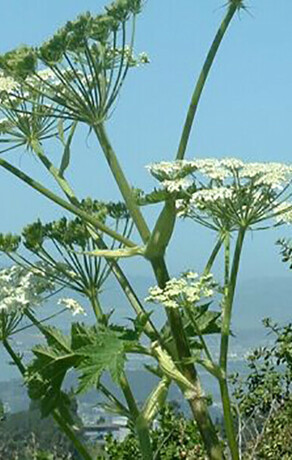 Владельцев дачных участков ждут новые штрафы до 700 тысяч рублей