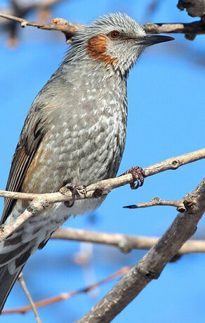 Редкую китайскую гостью со звонким именем увидели в заповеднике Дальнего Востока