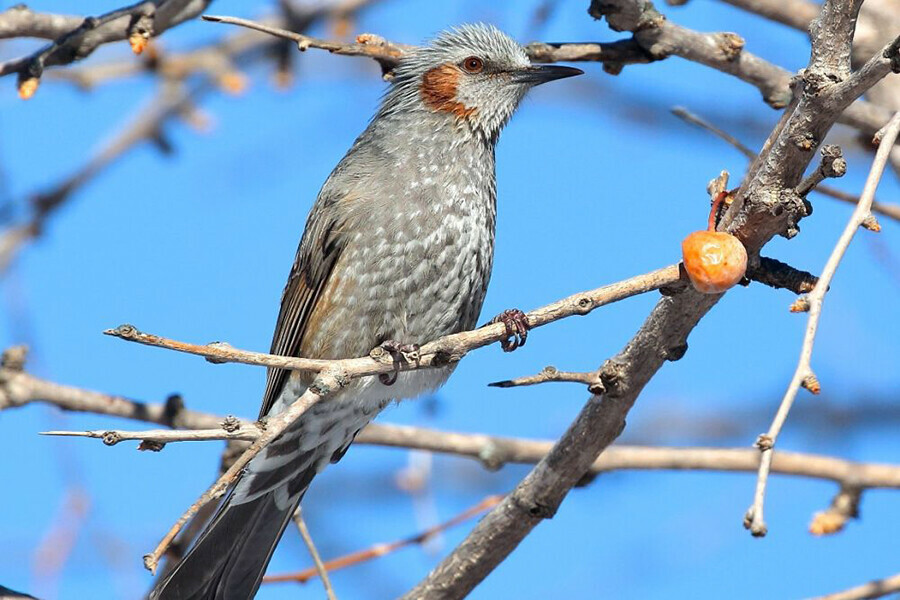 Редкую китайскую гостью со звонким именем увидели в заповеднике Дальнего Востока
