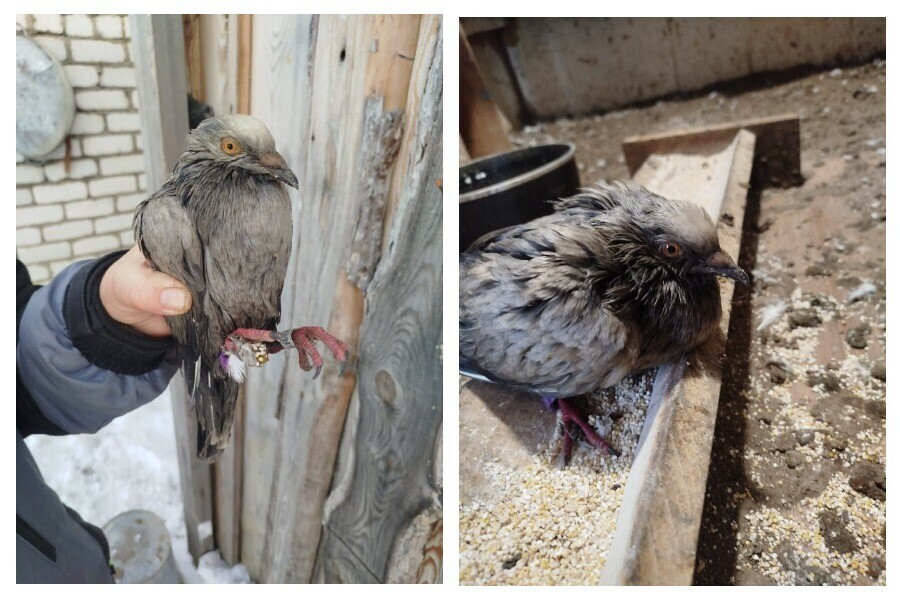 Почтового голубя из Китая спасли амурские золотодобытчики