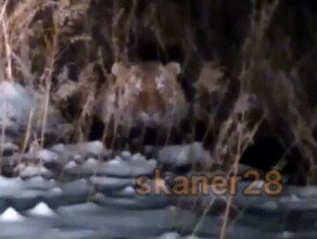Смотри какой он здоровый В Завитинском районе жители встретили амурского тигра видео