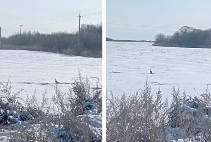 Фазанам в Амурской области стало трудно жить