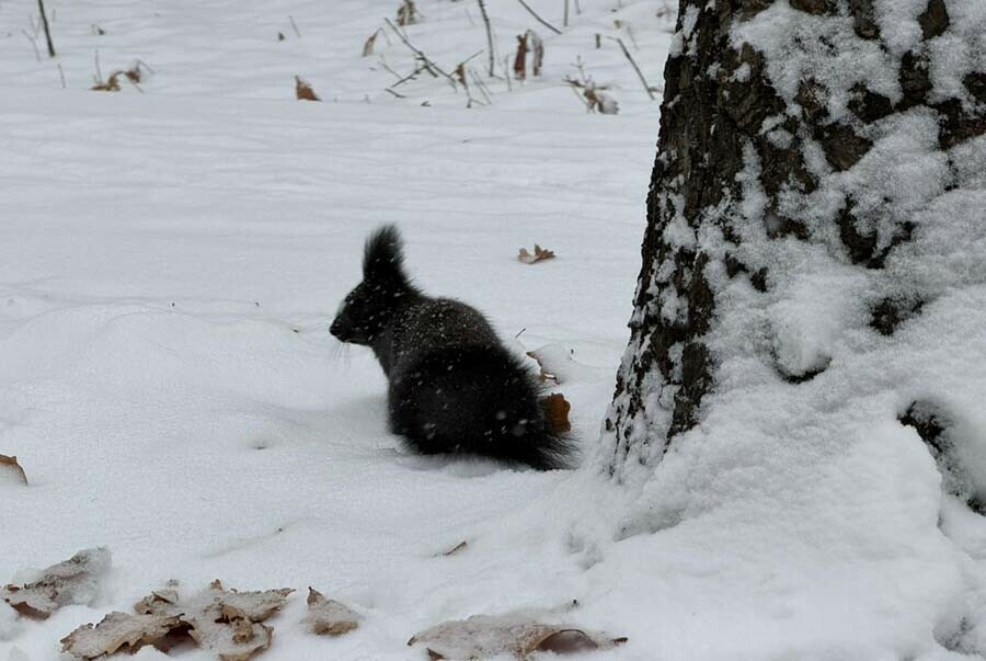 Прогноз погоды в Амурской области на 13 ноября