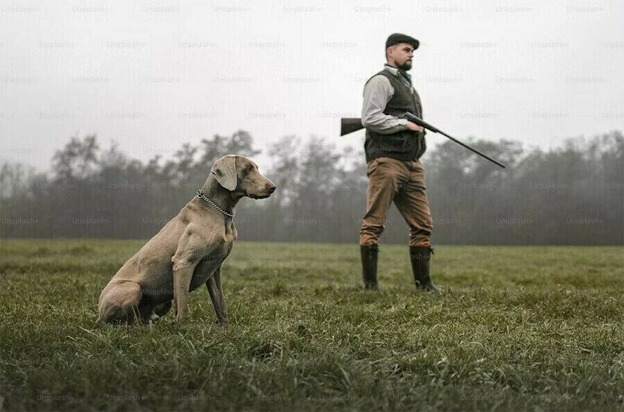 Разрешения на добычу копытных и зайцев в Амурской области еще есть