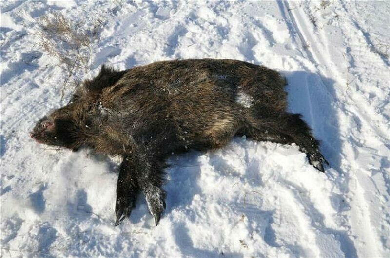 Они его нашли Злостные браконьеры из Свободного задержаны с тушей кабана
