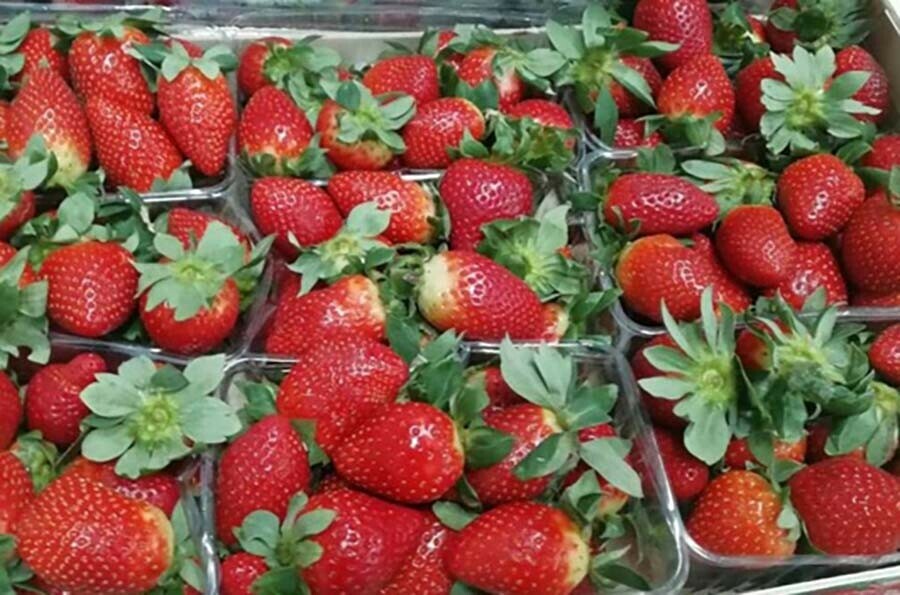 Клубнику из Китая привезенную в Приамурье бросят в огонь 