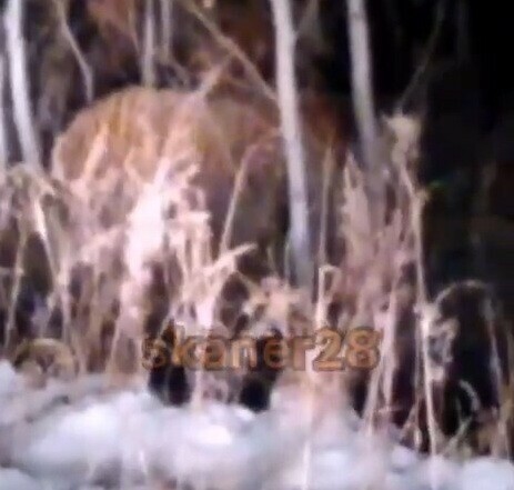 За тигром замеченным в Завитинском районе специалисты наблюдали больше месяца В каких еще районах он успел отметиться