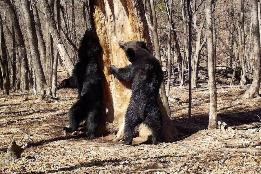 Танец двух молодых медведей у 200летнего дерева в Приморье попал в объектив фотоловушки