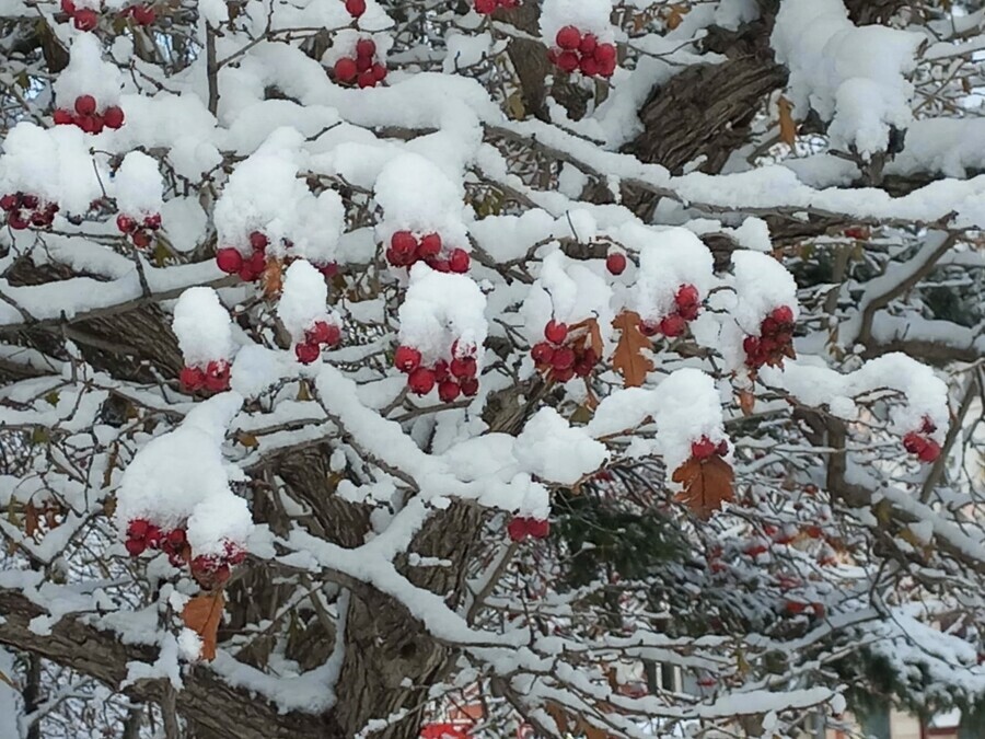 Прогноз погоды в Амурской области на 14 ноября