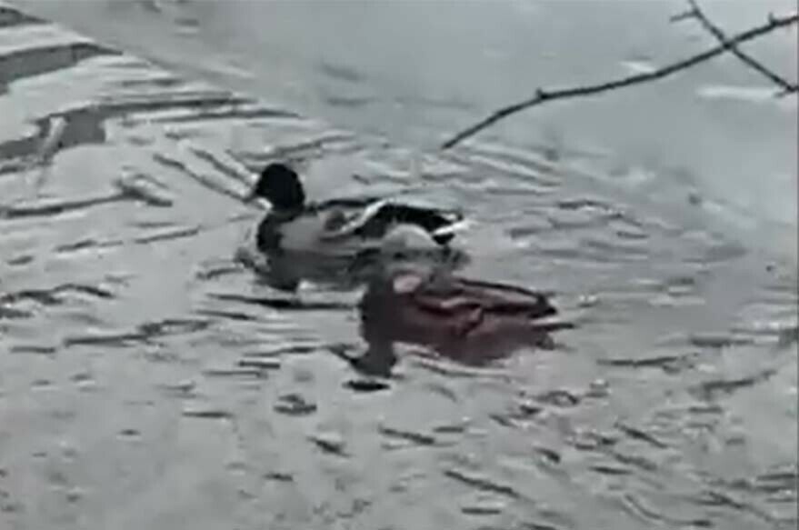 Обеспокоенные благовещенцы сообщают об утках на Бурхановке видео