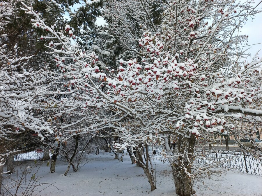 Увеличение облачности прогноз погоды в Амурской области на субботу 15 ноября