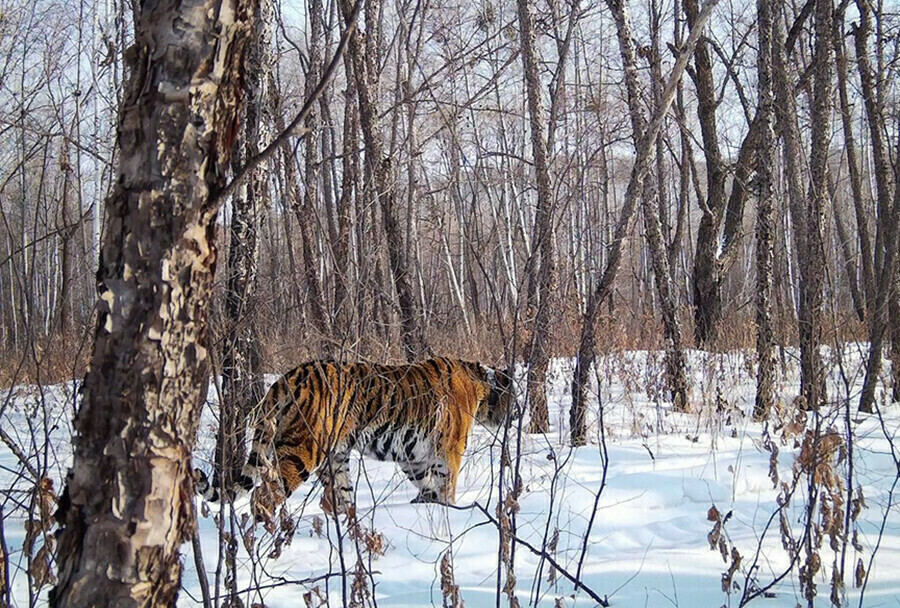 Амурских тигров с Дальнего Востока перевезут в Казахстан
