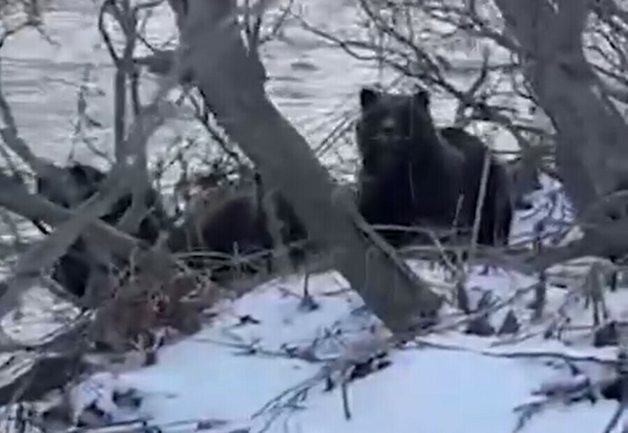 Мишки съели улов рыбаков видео