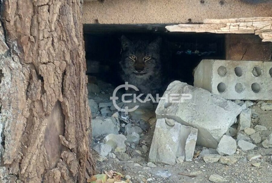 В Райчихинске заметили рысь видео