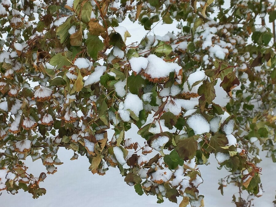 Прогноз погоды в Амурской области на 18 ноября