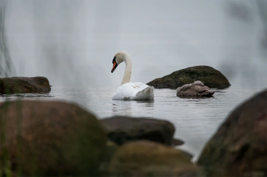Ему страшно и больно люди спасают брошенного семьей раненого лебеденка