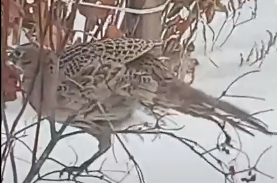 Фазаны поняли где и чем можно поживиться зимой в Амурской области видео