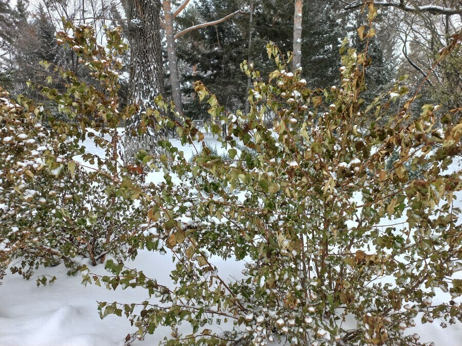 Прогноз погоды в Амурской области на 21 ноября