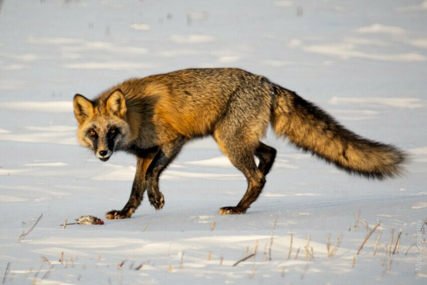 В Приамурье в объектив фотографа попало крайне редкое для региона животное 