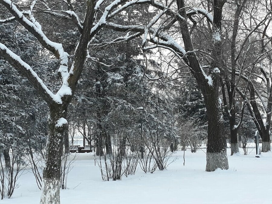 Плюсовые температуры ожидаются в Амурской области прогноз погоды на 22 ноября