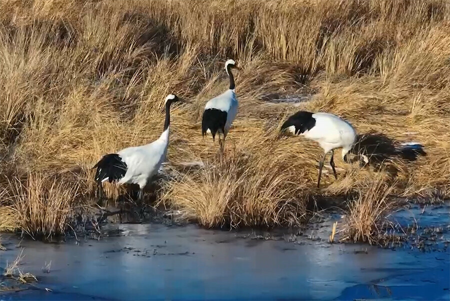 Тизер будущего фильма об уникальном японском журавле Снежинке снял ученый из Приамурье Антон Сасин видео