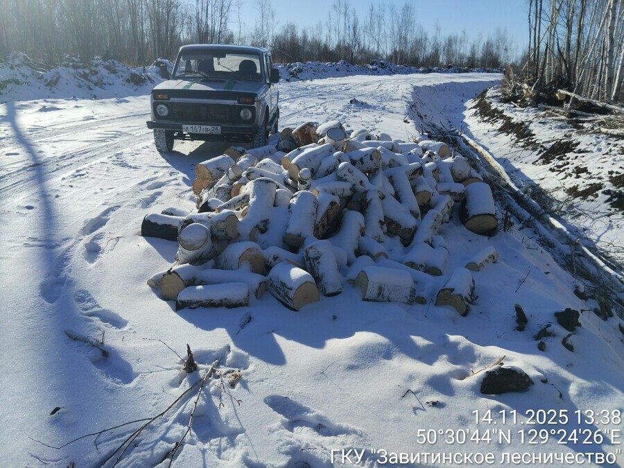 Незаконную рубку деревьев обнаружили в Амурской области лесничие 