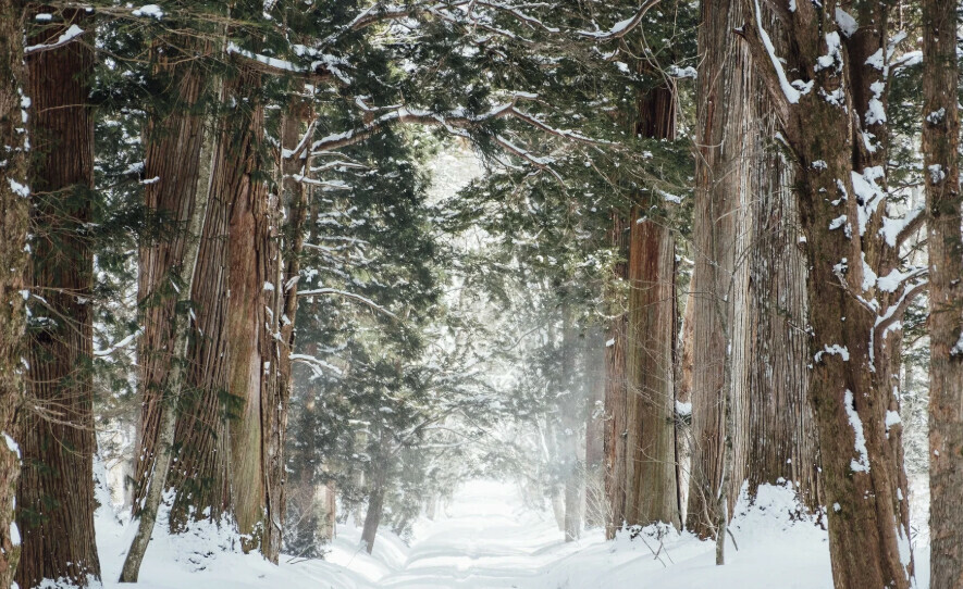 Семья с четырьмя детьми пропала в тайге их ищут спасатели