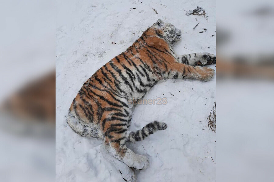 В Хабаровском крае застрелили тигрицулюдоеда которая загрызла охотника