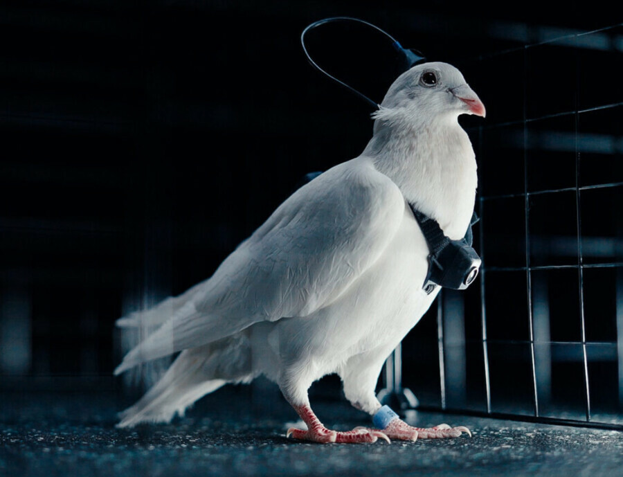 В России начнут летать голуби с вживленными нейрочипами