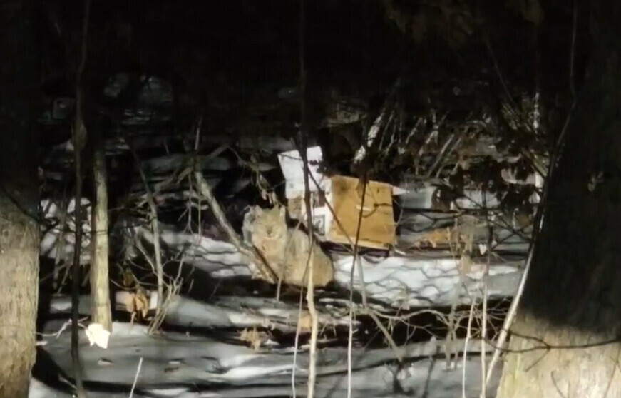 В центре Чигирей на дерево забралась рысь Животное пришлось усыпить