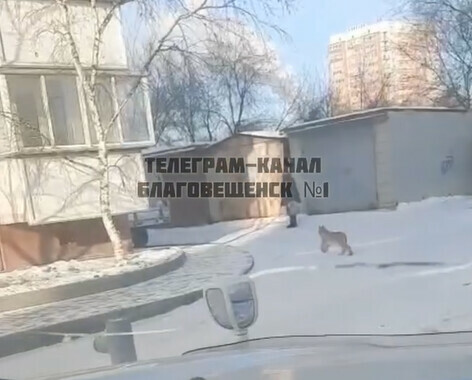 В Благовещенске заметили невозмутимую рысь