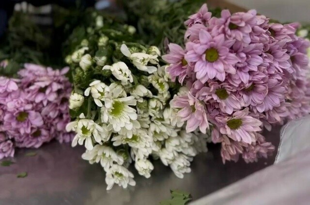 Зараженные цветы не пустили в Амурскую область  