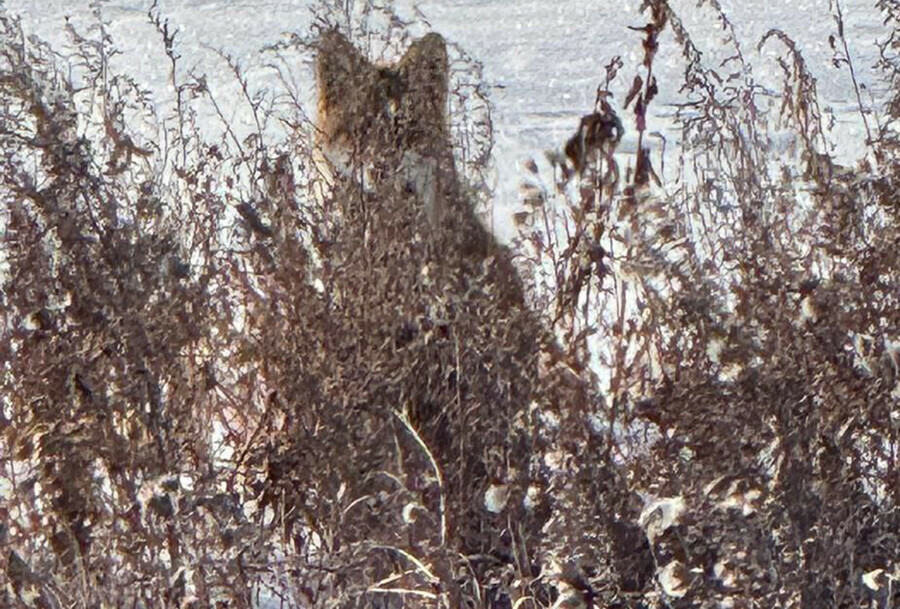 Красавицулису вышедшую в поля сняли на видео в Амурской области