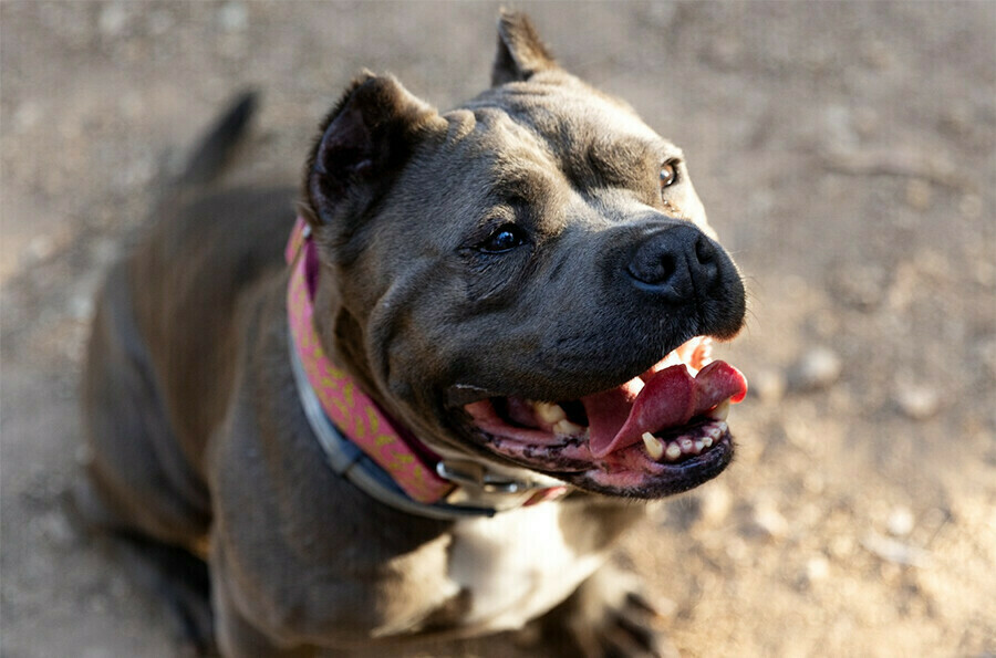 Бойцовая собака на глазах у ребенка порвала маленького шпица