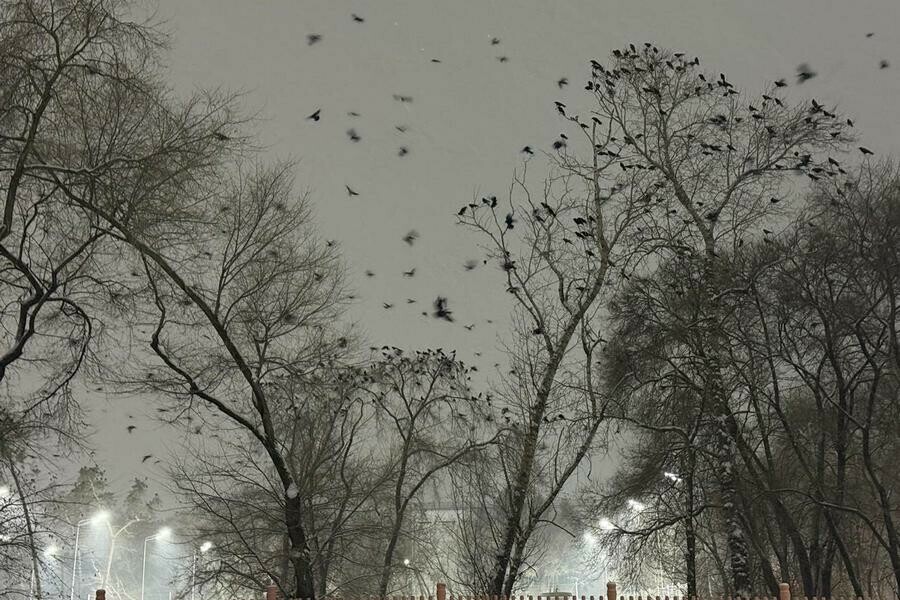 Превышение декадных норм до двух раз на Приамурье движется снежный циклон 