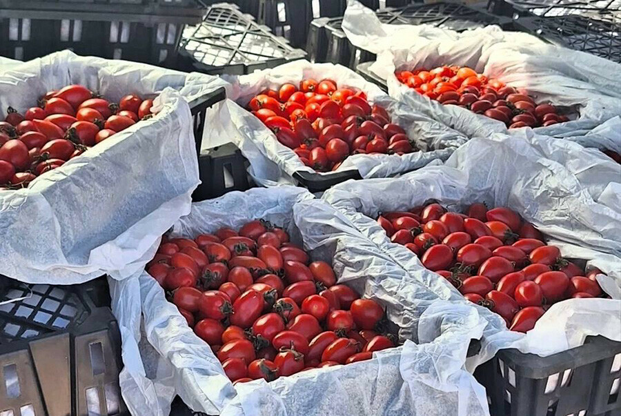  Зараженные помидоры сожгут в Приамурье