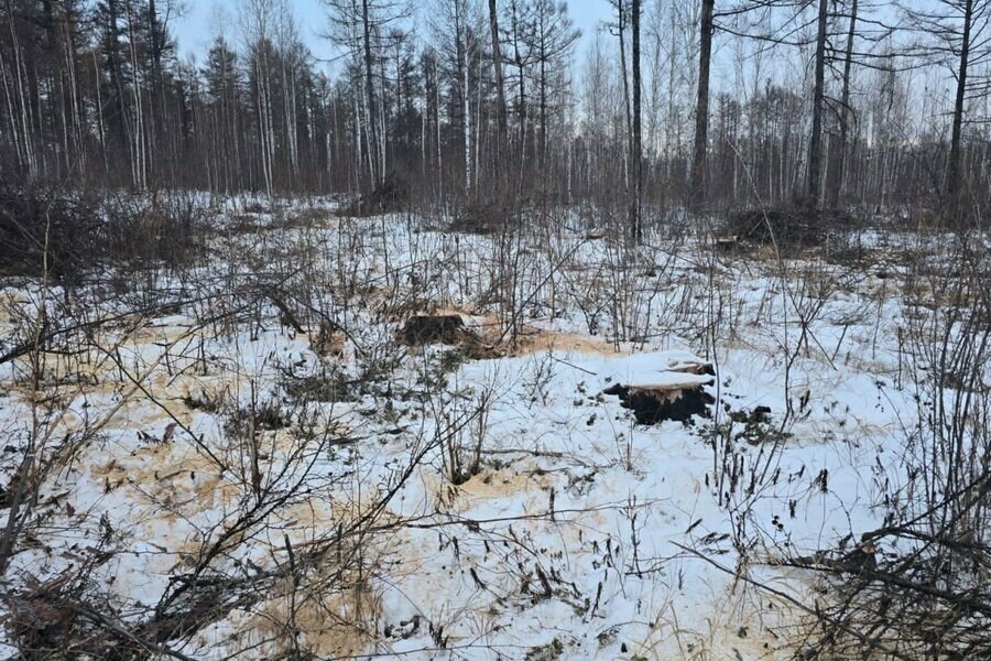 Уголовное дело возбудили после увиденного в лесу Приамурья фото 