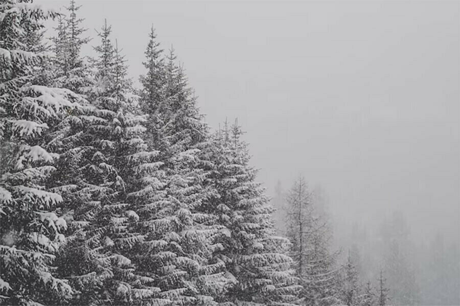 Последний день календарной осени в Приамурье отметится сильным снегом 