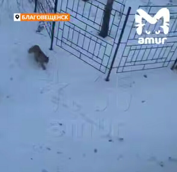 Кскскс Опасная лесная гостья прогулялась по центру Благовещенска видео