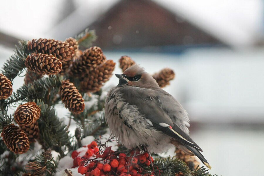 Подморозит и заметёт прогноз погоды в Приамурье на 1 декабря
