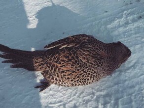 Морозы в Амурской области убивают птиц на лету