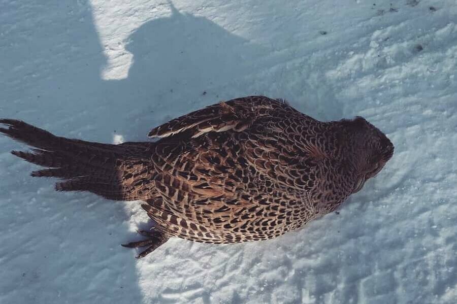 Морозы в Амурской области убивают птиц на лету