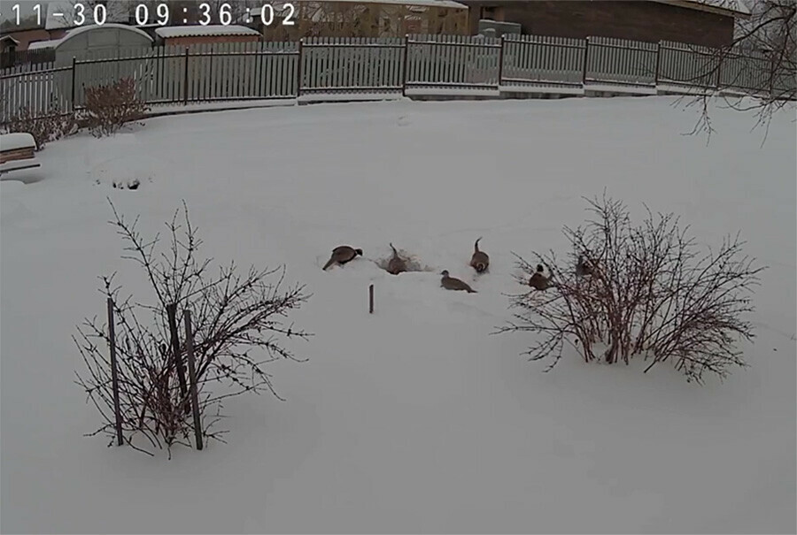 Фазаны в Амурской области огорчены снег на знакомой даче скрыл пропитание видео