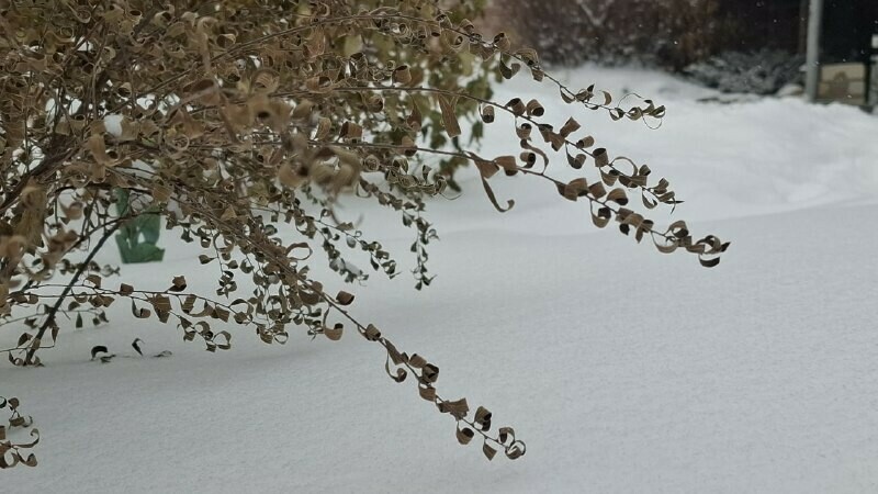Прогноз погоды в Амурской области на 4 декабря