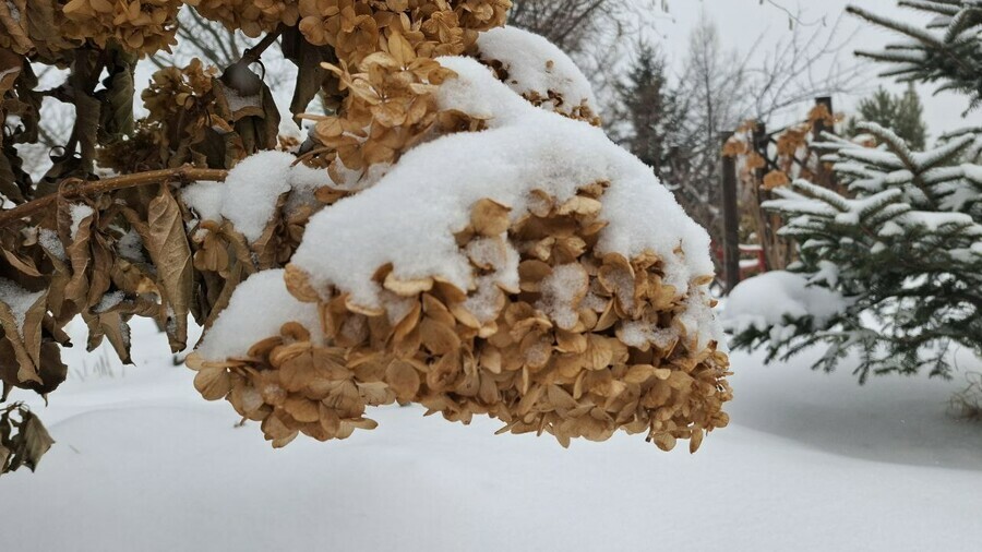 Прогноз погоды в Амурской области на 5 декабря